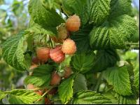 Gelbe Himbeeren