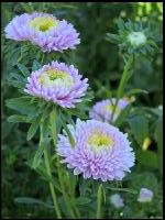 Aster 5