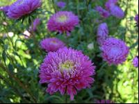 Aster 6