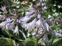 Hosta blühend