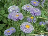 Aster 4