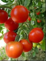 Tomate 13