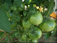 Tomaten unreif 3