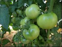 Tomaten unreif 2