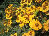 Sonnenbraut 6