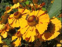 Sonnenbraut 5