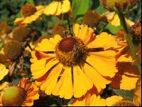Sonnenbraut 4