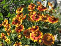Sonnenbraut 3