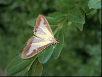 Buchsbaumzünsler Schmetterling 3