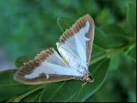 Buchsbaumzünsler Schmetterling 2