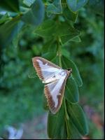 Buchsbaumzünsler Schmetterling 1