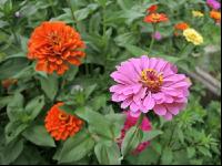 Zinnia 23