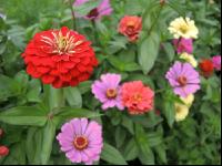 Zinnia 22