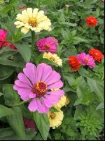 Zinnia 20