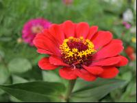 Zinnia 17