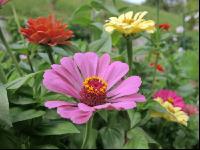 Zinnia 15