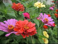 Zinnia 14
