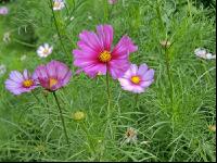 Cosmea 4