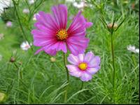 Cosmea 3