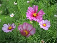 Cosmea 2