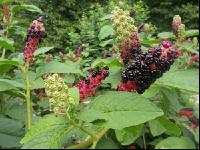 Kermesbeere 4