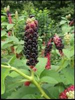 Kermesbeere 3
