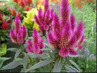 Celosia 3