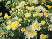 Chrysanthemen 3