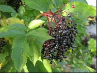 Holunderbeere 6