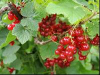 Johannisbeere rot 2