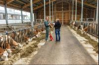 Beratung Kalbinnenfütterung 6