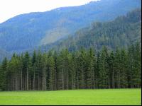 Bergwald 11