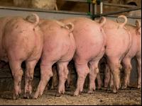 Schweine fressen 58