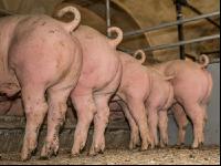 Schweine fressen 57