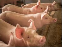 Schweine fressen 56