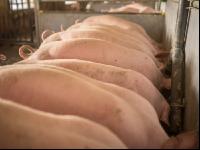 Schweine fressen 55