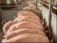 Schweine fressen 54
