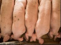 Schweine fressen 53