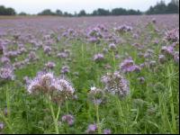 Phacelia Blüte 14