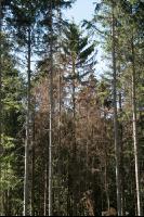 Käferbäume 13