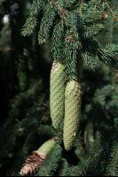 Fichtenzapfen von Käferbaum 2