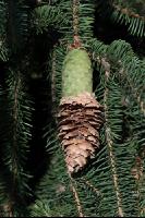 Fichtenzapfen von Käferbaum 1