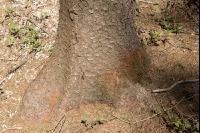 Borkenkäfer Bohrmehl 7