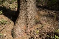 Borkenkäfer Bohrmehl 6