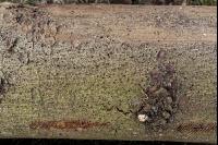 Borkenkäfer Ausbohrlöcher 2