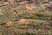 Bark beetle tracks 5