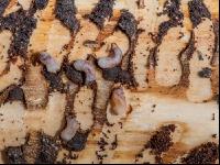 Larva from bark beetle 1