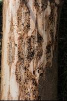 Larval gallery bark beetle 19