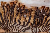 Larval gallery bark beetle 7
