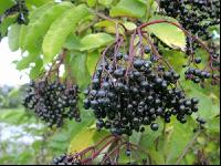 Holunderbeere 7